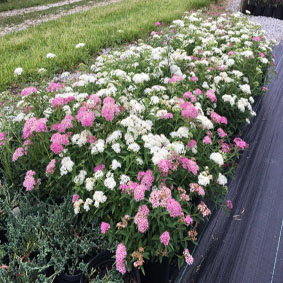 Spiraea japonica 'Shirobana''Shirobana'